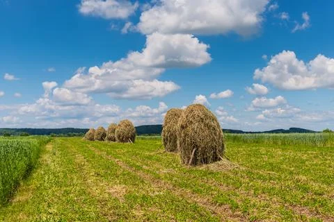Hey rolls on the field Stock Photos