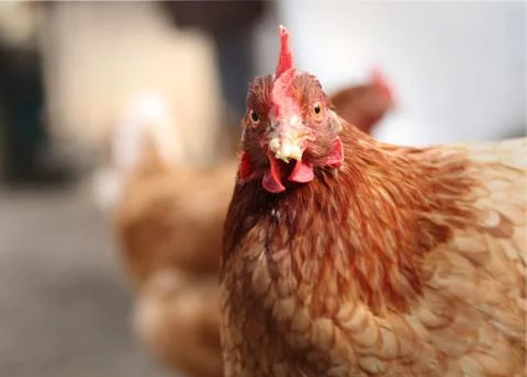 Hey, What is your problem? Funny expression of domestic hen on the garden. In Stock Photos