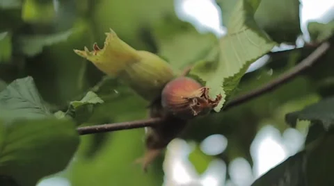 Hezelnut, camera in motion, shallow depth of field Stock Footage 41451892