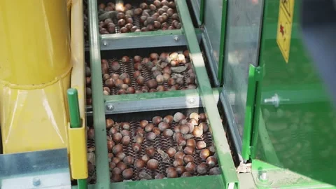 Hhazelnut kernel and shell separating machine can be professionaly used to se Stock Footage 235255395