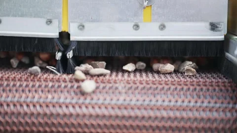 Hhazelnut kernel and shell separating machine can be professionaly used to se Stock Footage 325616464