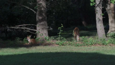 Hi Deer Brother Stock Footage 135076067
