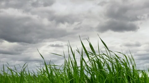 Hi-def storm clouds over grass Stock Footage 454355