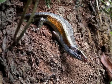 Hi lizard Stock Photos