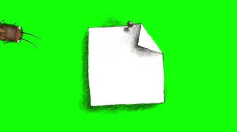 Cockroach Green Screen Stock Videos – Royalty-Free HD & 4K Videos | Pond5