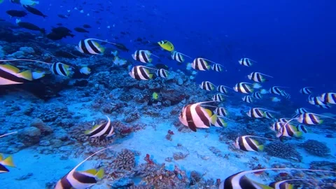 HI REEF 2 Stock Footage 247379343