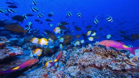 HI REEF 3 Stock Footage 247379673