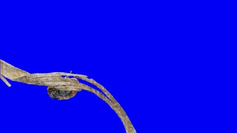 Hibernate Bugs PLus Frost Effect Green Screen Effect 스톡 동영상 97751492