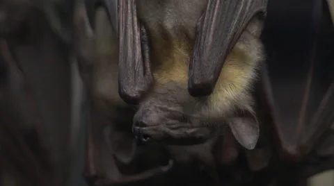 Hibernating Bats Stock Footage 47711635