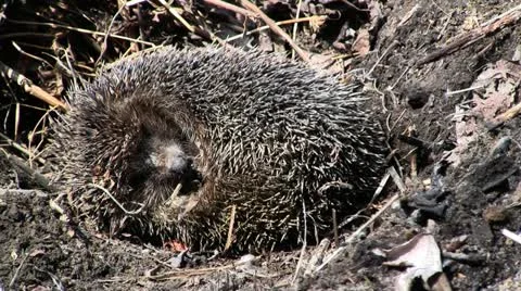 Hibernating hadgehog in nest 스톡 동영상 10878251