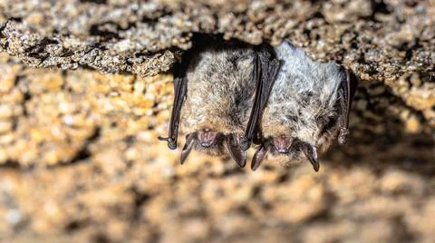Hibernating long-eared bats in a cold cellar Stock Photos