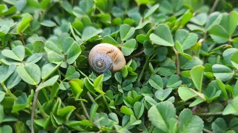 Hibernating Snail Stock Photos