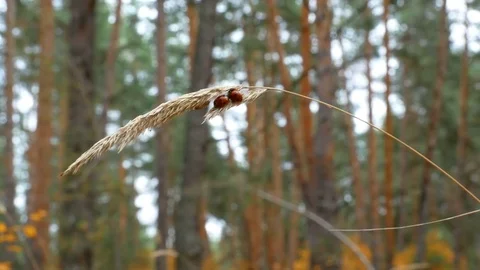 Hibernation ladybug Stock Footage 82702391