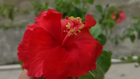 Hibicus 4k video Stock Footage 296194288