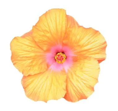 Hibicus flower Stock Photos