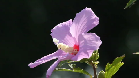 Hibiscus 1 스톡 동영상 859600