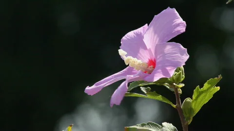 Hibiscus 2 Stock Footage 859602