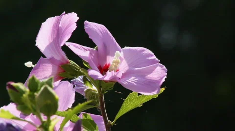 Hibiscus 3 Stock Footage 859603