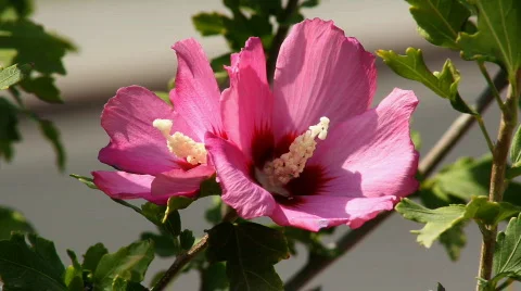 Hibiscus 4 Video stock 859606