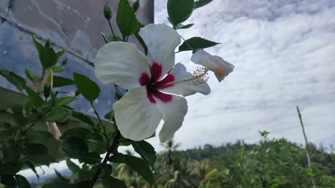 Hibiscus 4k Stock Footage 205535090