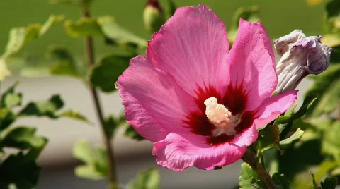 Hibiscus 5 Video stock 859609