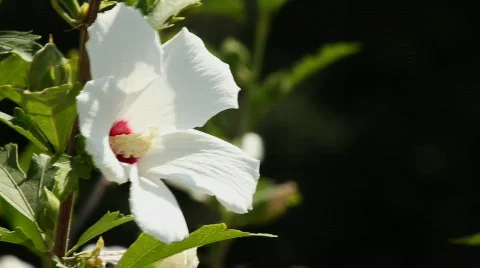 Hibiscus 6 Stock Footage 859604