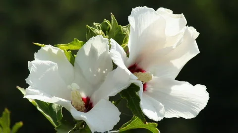 Hibiscus 7 Stock Footage 859611