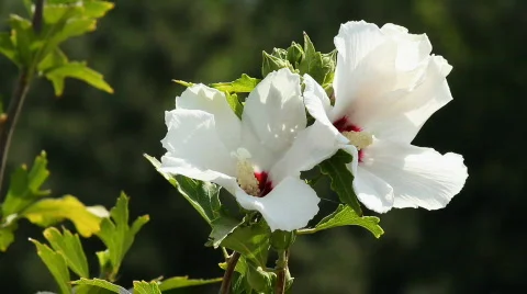 Hibiscus 8 Stock Footage 859613