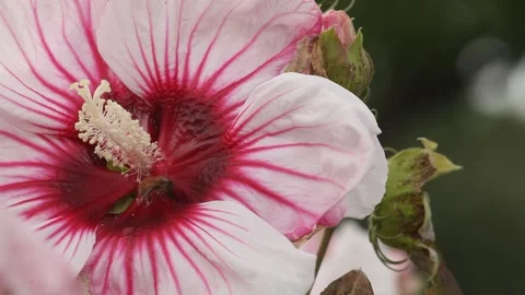 Hibiscus and Bee Stock Footage 136502376