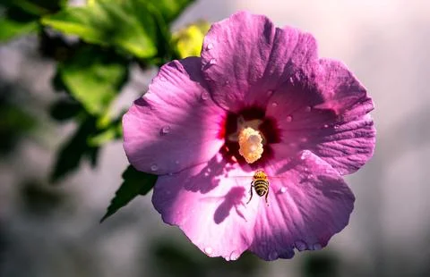 Hibiscus Bee Nectar Summer Stock Photos