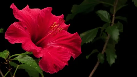 Hibiscus in bloom Stock Footage 308730106