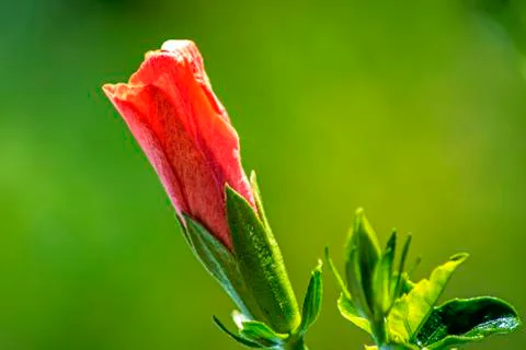 Hibiscus bloom Stock Photos