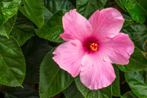Hibiscus bloom Stock Photos