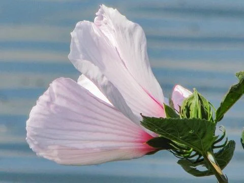 Hibiscus-bloom-side-view Stock Photos