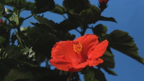 Hibiscus blossom opens to full bloom, then folds up again, 4K. Stock Footage 112251189
