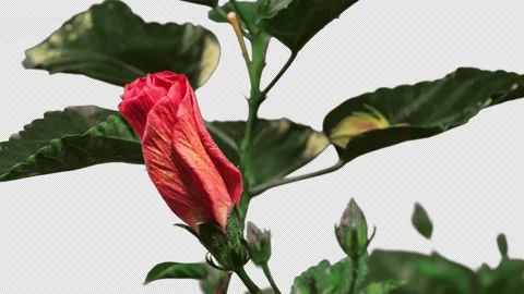 Hibiscus blossom opens full-screen time-lapse with alpha channel, 4K. Stock Footage 164410141