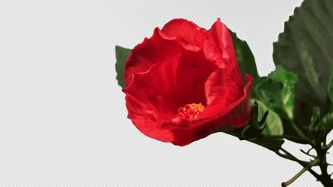 Hibiscus blossom opens full-screen time-lapse with alpha channel, 4K. Stock Footage 164411418