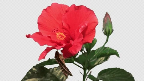 Hibiscus blossom opens with moth attached to one side, 4K. Stock Footage 164409686
