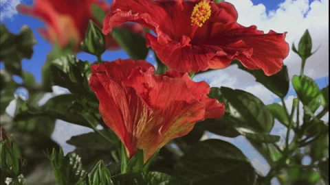 Hibiscus blossoms with moving clouds in the background as they fold up, 4K. Stock Footage 145236185