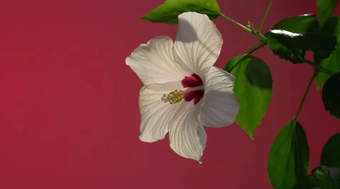 Hibiscus blossoms. time lapse Video stock 56689335