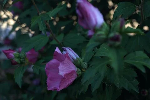 Hibiscus branches in bloom Stock Photos