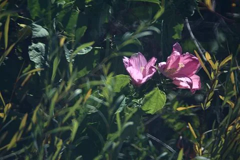 Hibiscus branches in bloom seen up close Stock Photos
