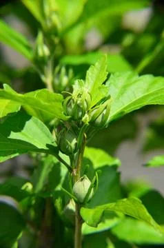Hibiscus bud Stock Photos