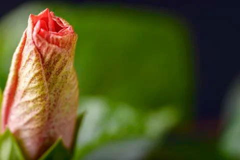 Hibiscus bud Stock Photos