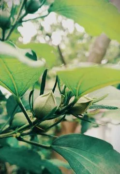 Hibiscus bud Stock Photos