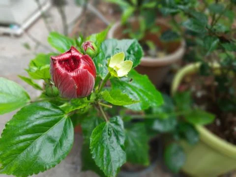 Hibiscus Bud Stock-Fotos