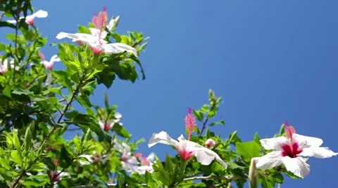 Hibiscus bush Stock Footage 11711404