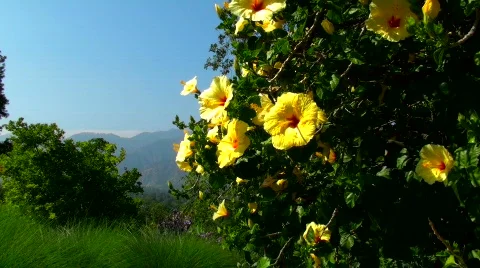 Hibiscus bush - HD  Stock Footage 436535