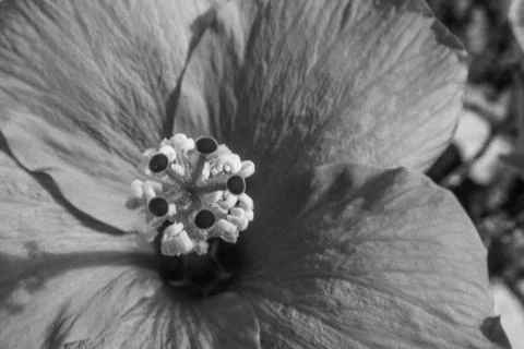 Hibiscus B&amp;W Stock Photos