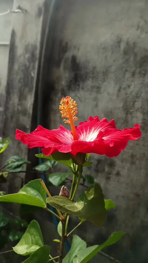 Hibiscus close up video clip Stock Footage 298501845